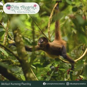 Mono guindando de una rama, curiosa fauna de Costa Rica