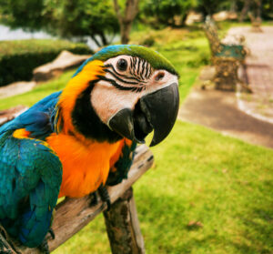 A vertical shot of a macaw parrot